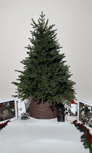 Искусственная ёлка Монца литая 160-250 см