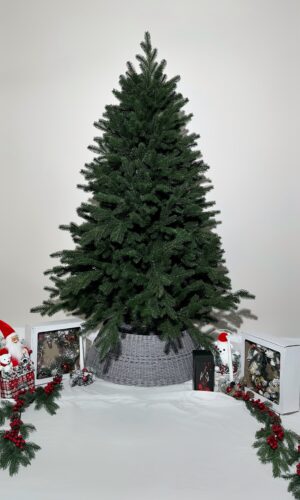 Искусственная ёлка литая Равелла 200-260 см